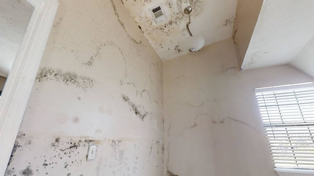 Best Residential Mold Inspection & Testing  in Guadalupe, CA