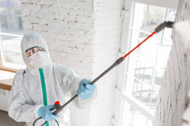 Best Basement Mold Removal  in Guadalupe, CA