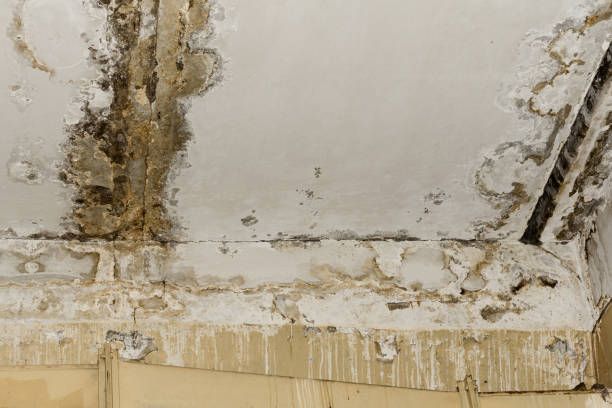 Best Indoor Air Quality Assessment  in Guadalupe, CA