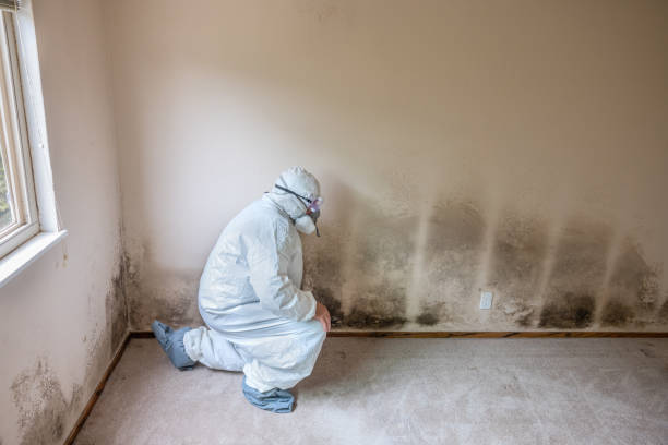 Environmental Consulting for Mold Prevention in Guadalupe, CA