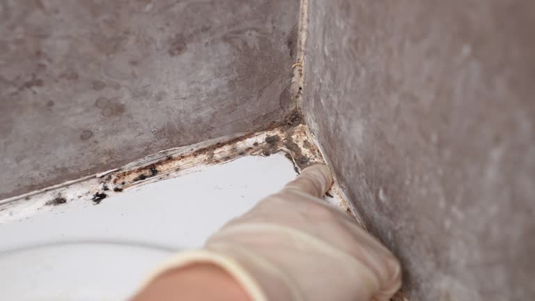 Best Black Mold Removal  in Guadalupe, CA